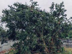 -海南热带野生动植物园