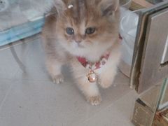 -糯米喵星人总部直营旗舰店·猫舍·幼猫出售