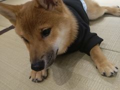 -逗柴咖啡屋·狗咖猫咖宠物桌游