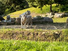 -北京野生动物园