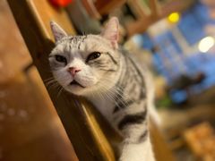 -猫猫幼稚园·撸猫·桌游·电玩