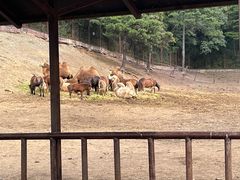 -沈阳森林动物园