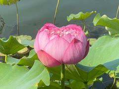 -莲花池公园