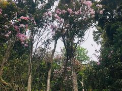 -梧桐山风景名胜区