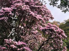 -梧桐山风景名胜区