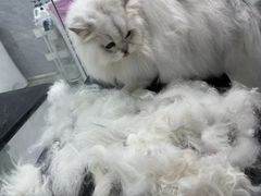 -老吴的猫·猫舍(新区店)