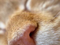 -猫腻·猫咖·撸猫馆(星光大道店)