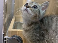 -PETKIT 小佩宠物·低压洗护·美容·寄养(安远店)