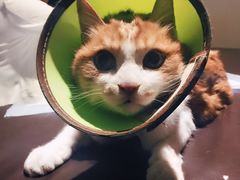 -美联众合动物医院·24h转诊中心