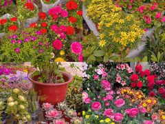 -金陵花卉交易市场