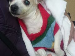 -爱侣宠医·鹦鹉专科·小型哺乳类·异宠专科(灵石路店)