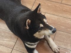 -柴犬高等学院·狗咖·柴犬售卖·宠物训练