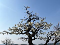-香雪海