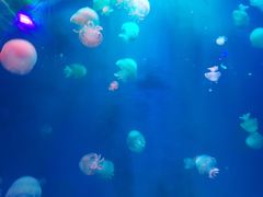 -多彩贵州城极地海洋世界