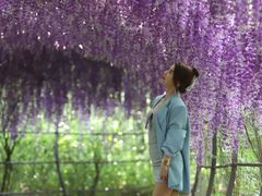 -大塘金香草谷