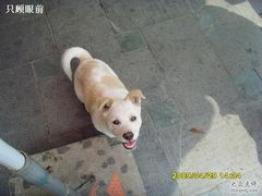 对你狂笑，跟你讨肉脯吃-黄胜记鼓浪屿肉松店(龙头路店)