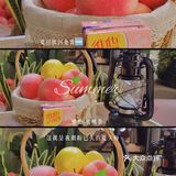 桃你喜欢维他蜜桃茶免费🆓