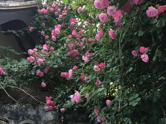 -龚家花园农家乐休闲别墅