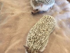 -藦茜花园宠物主题亲子互动体验馆(国顺东路店)