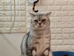 -平行世界·猫咖(首经贸店)