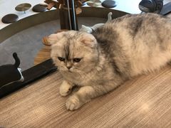 -飞行喵MR PILOT|猫舍·猫咖(静安大融城店)