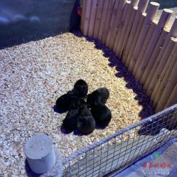 -酷嗒动物文化乐园(cutezoo西溪乐天城店)