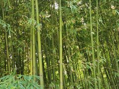 -泰山风景名胜区-普照寺