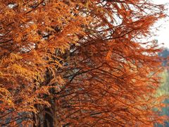 -浙江农林大学(东湖校区)