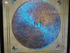 -上海昆虫博物馆