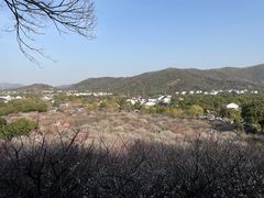 -香雪海