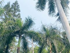 -深圳仙湖植物园