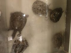 -鳖皇甲鱼餐厅(平阳路店)