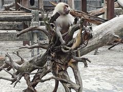 -上海动物园(地铁站)