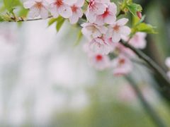 -顾村公园