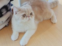 -飞行喵MR PILOT|猫舍·猫咖(静安大融城店)
