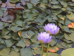 -国家植物园南园