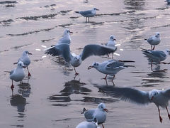 -老虎石海上公园