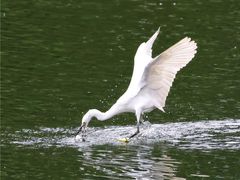 -重庆彩云湖湿地公园