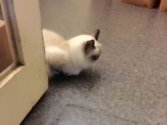 -猫色咖啡·猫咖