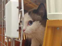 -瑞派康怡24h宠物医院·犬猫医疗中心·微创绝育(瑞景分院)