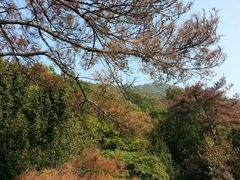 -紫金山天文台