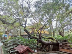 -枣子树·素食餐厅(普陀山店)