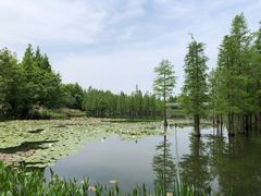 -白鹭湾湿地公园