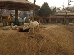 -石家庄市动物园