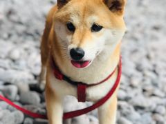 -花岙岛