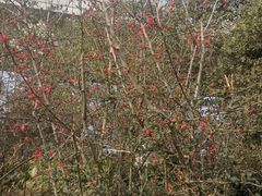 -桤木河湿地公园