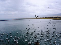 -青海湖国家重点风景名胜区