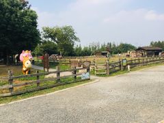 -田园东方蜜桃村的田野营地