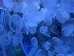 -左海海底世界