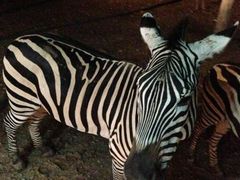 -清迈夜间动物园